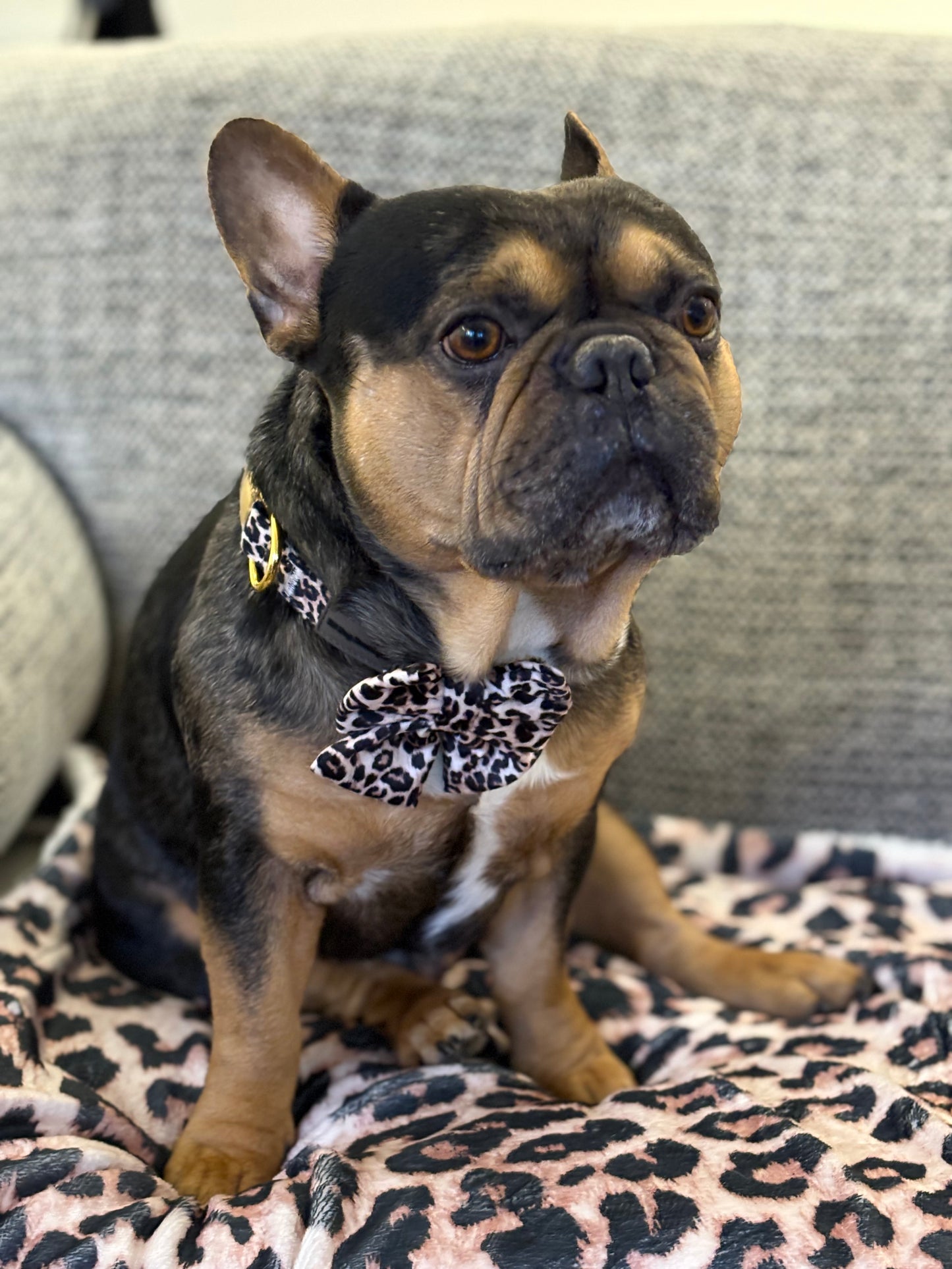 Animal print collar with bow