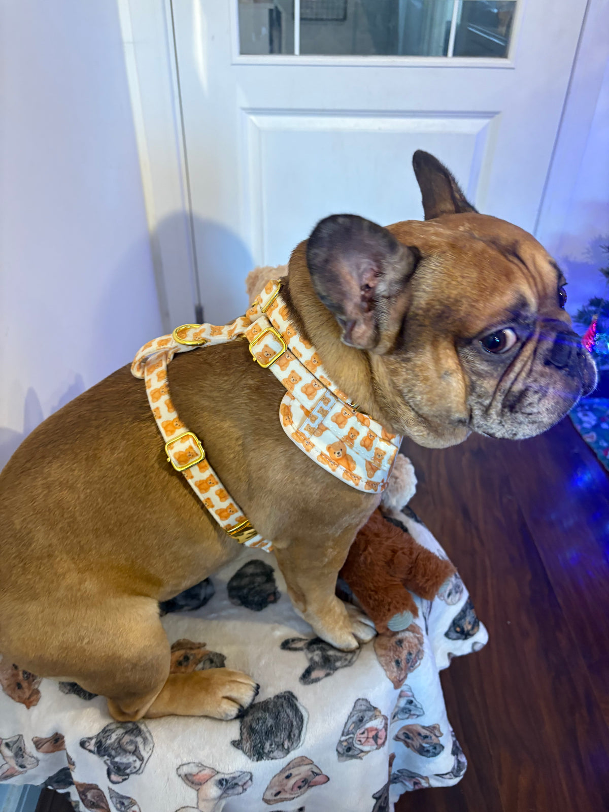Teddy bear velvet harness