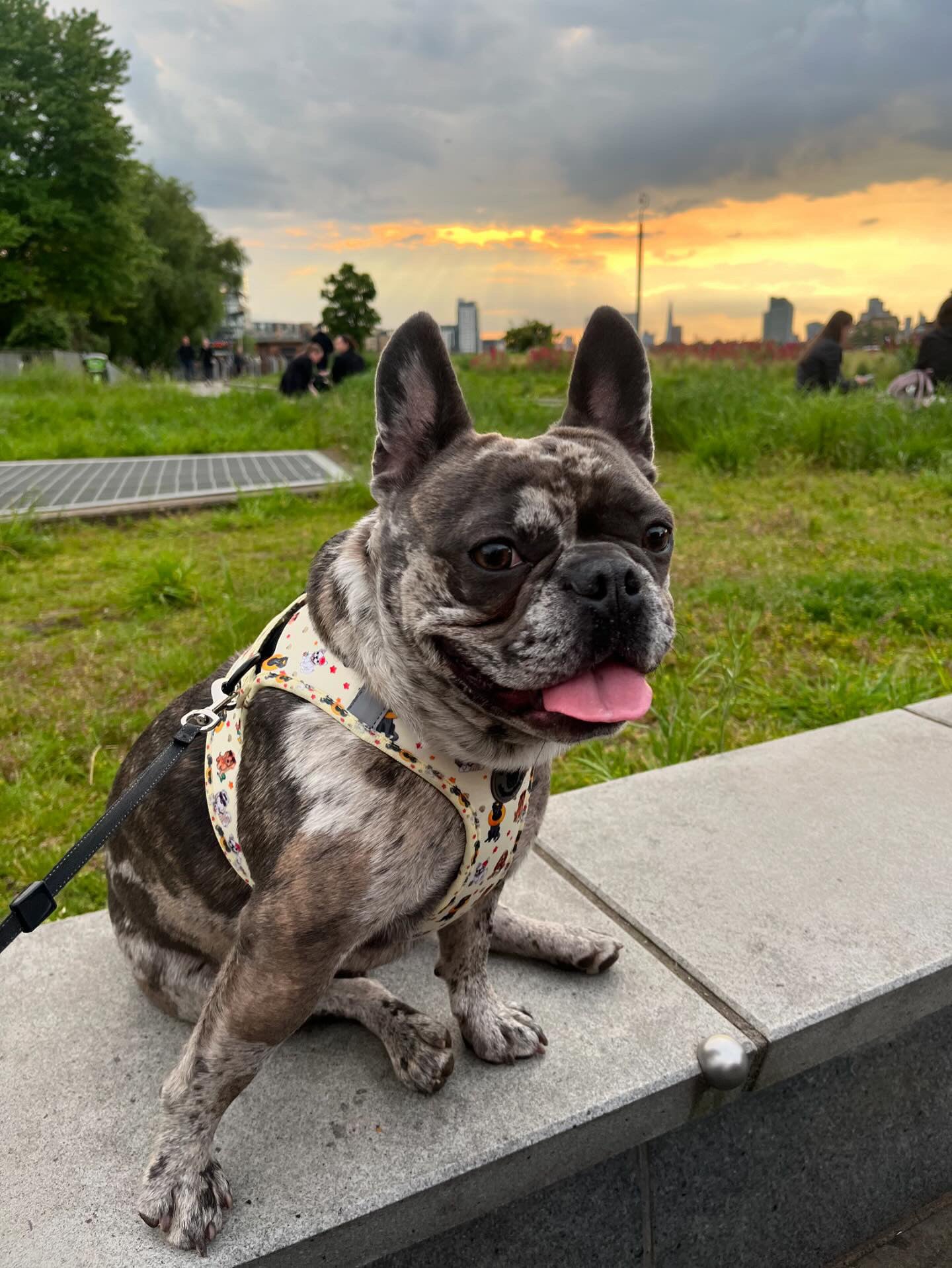 Life’s a beach step in harness