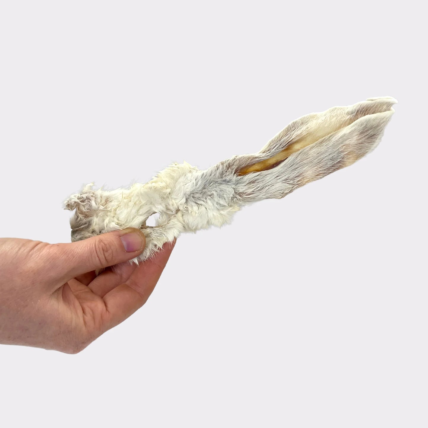 Rabbit ear