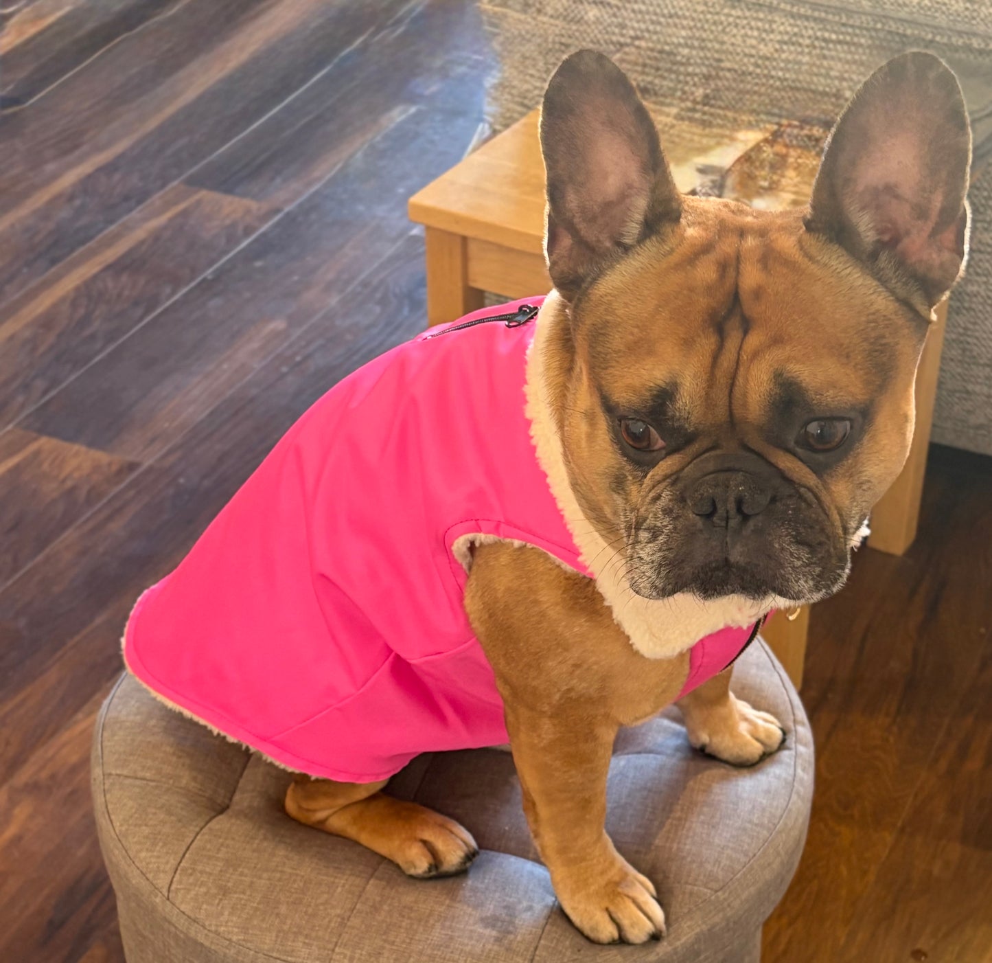 Pink Dog coat