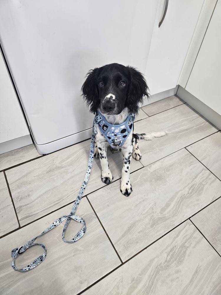 Spotty step in fully adjustable harness