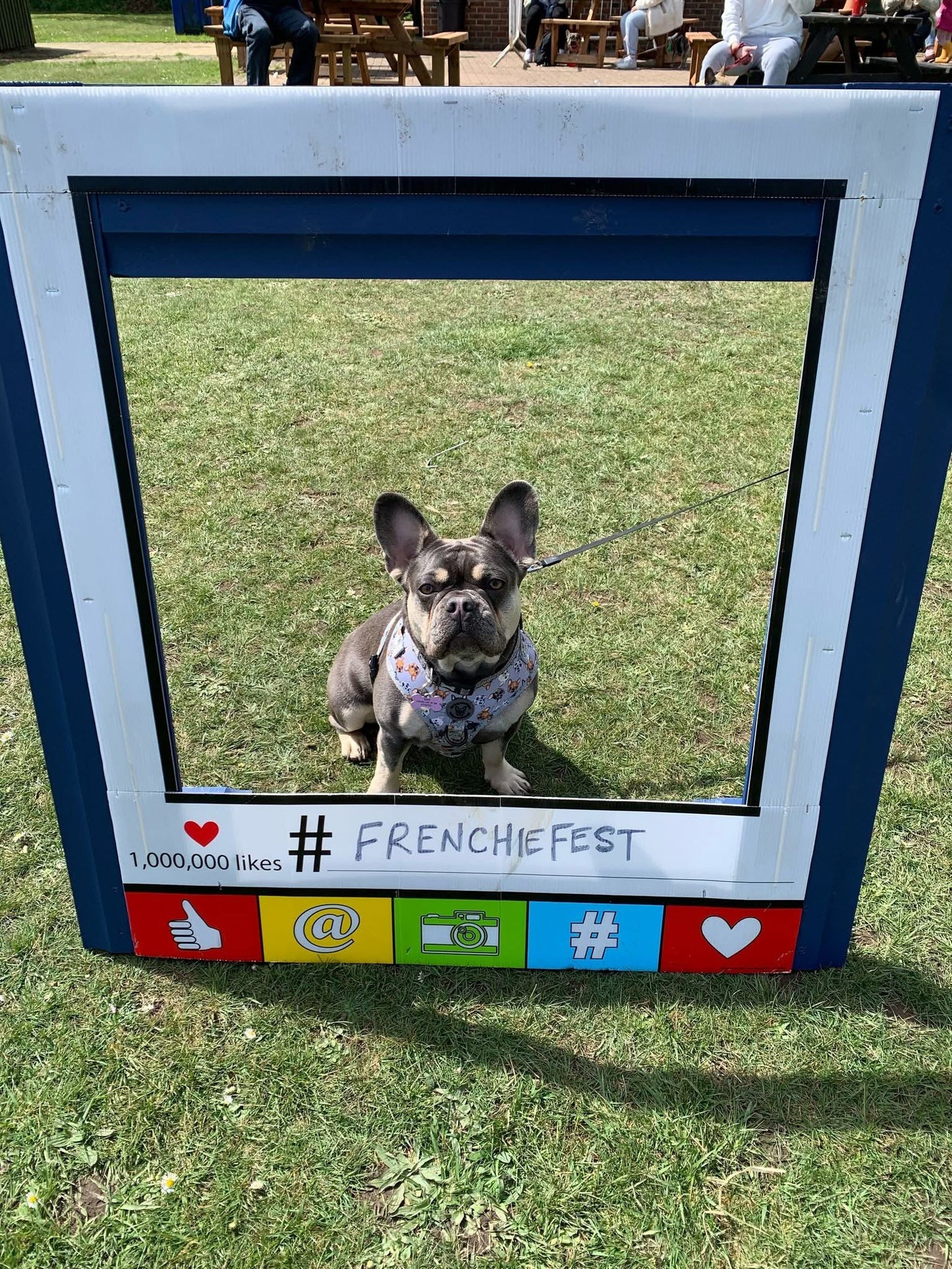 Frenchie harness