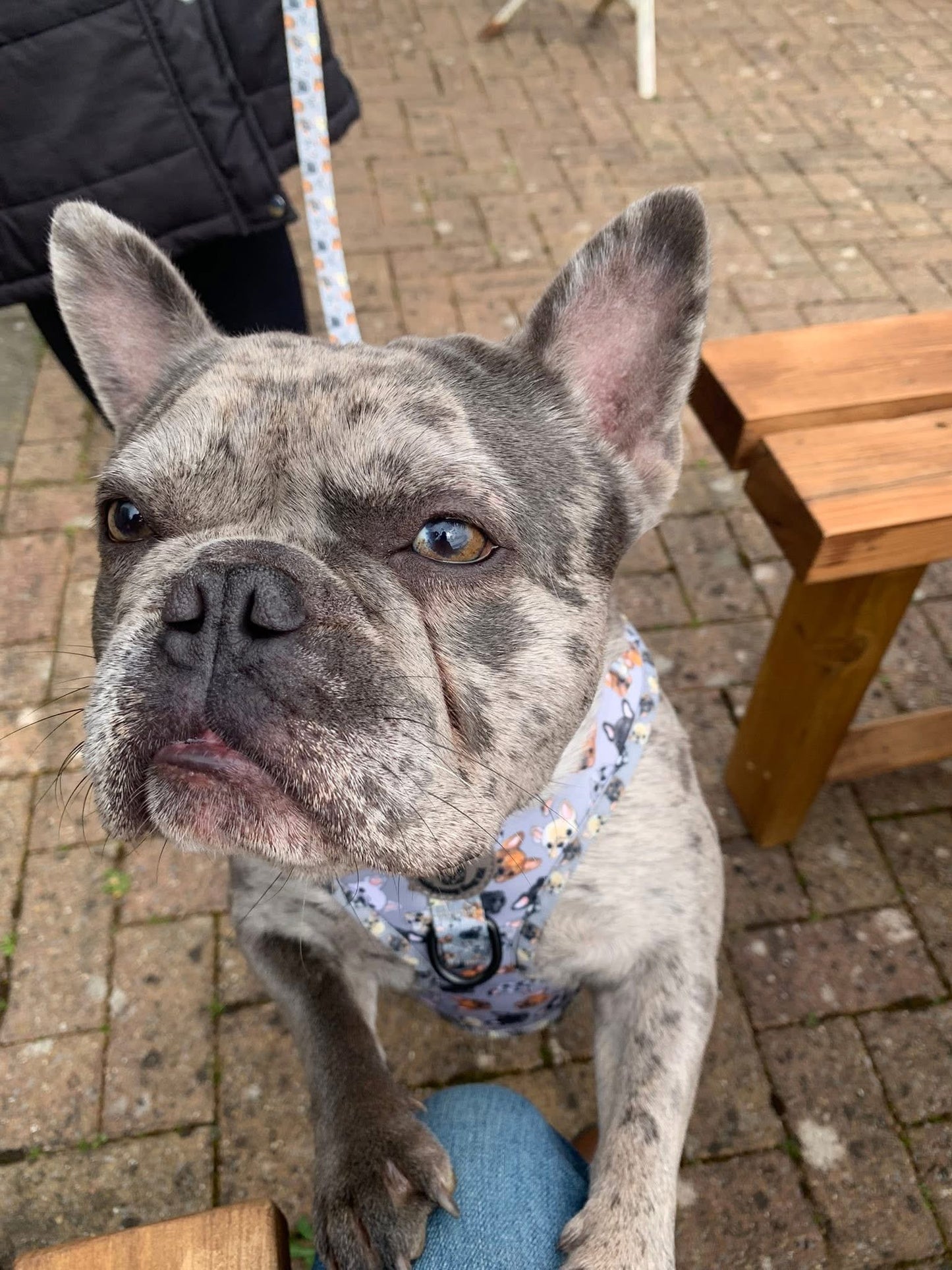 Frenchie harness