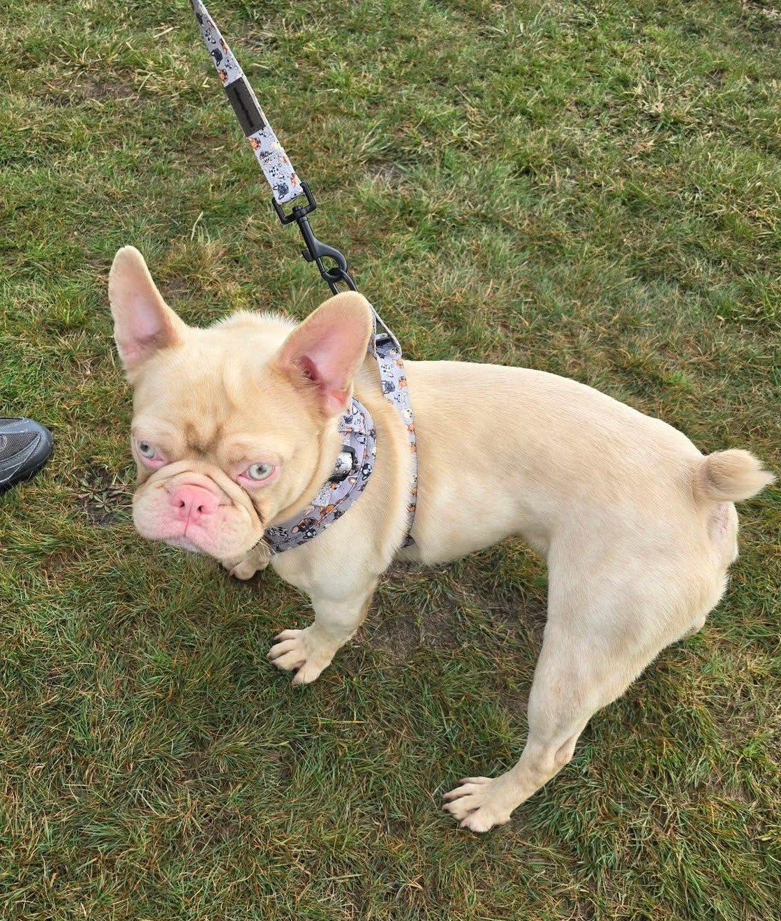 Frenchie harness