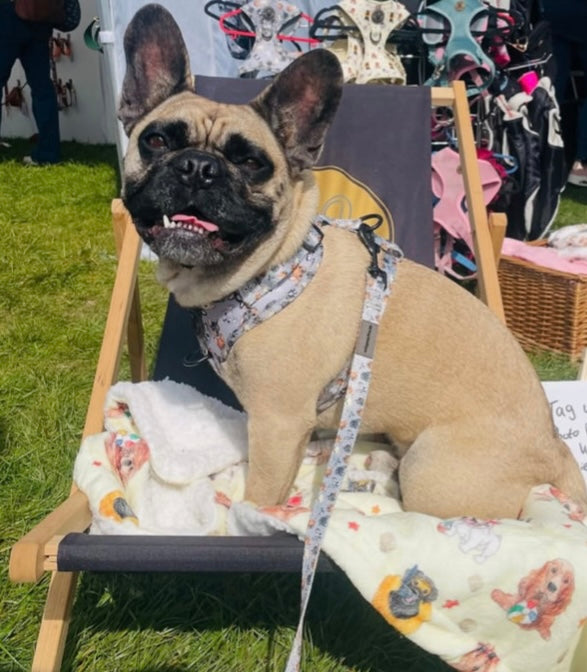 Frenchie harness