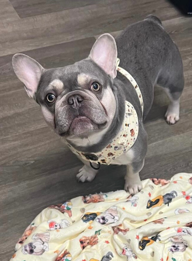 Lifes a beach harness