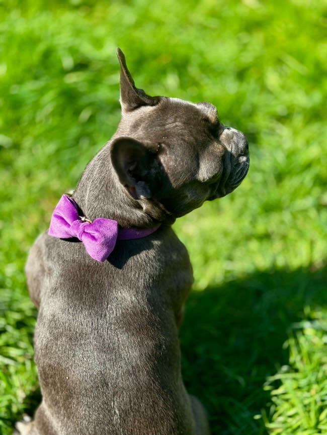 Lilac purple velvet collar with bow