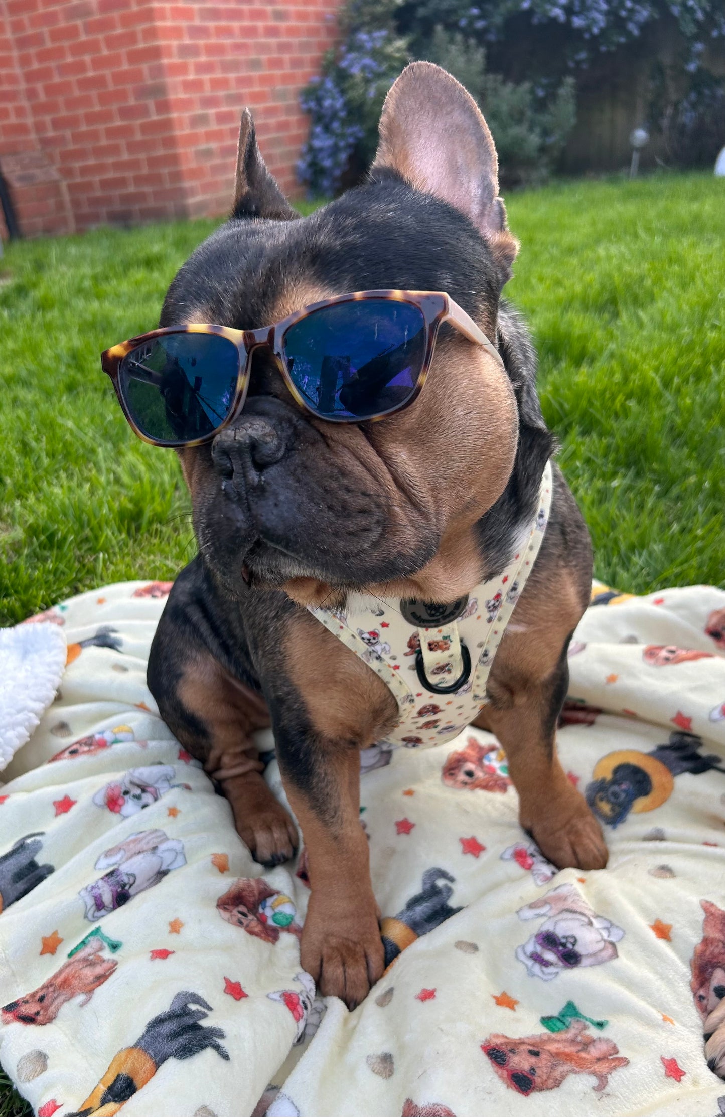 Lifes a beach harness