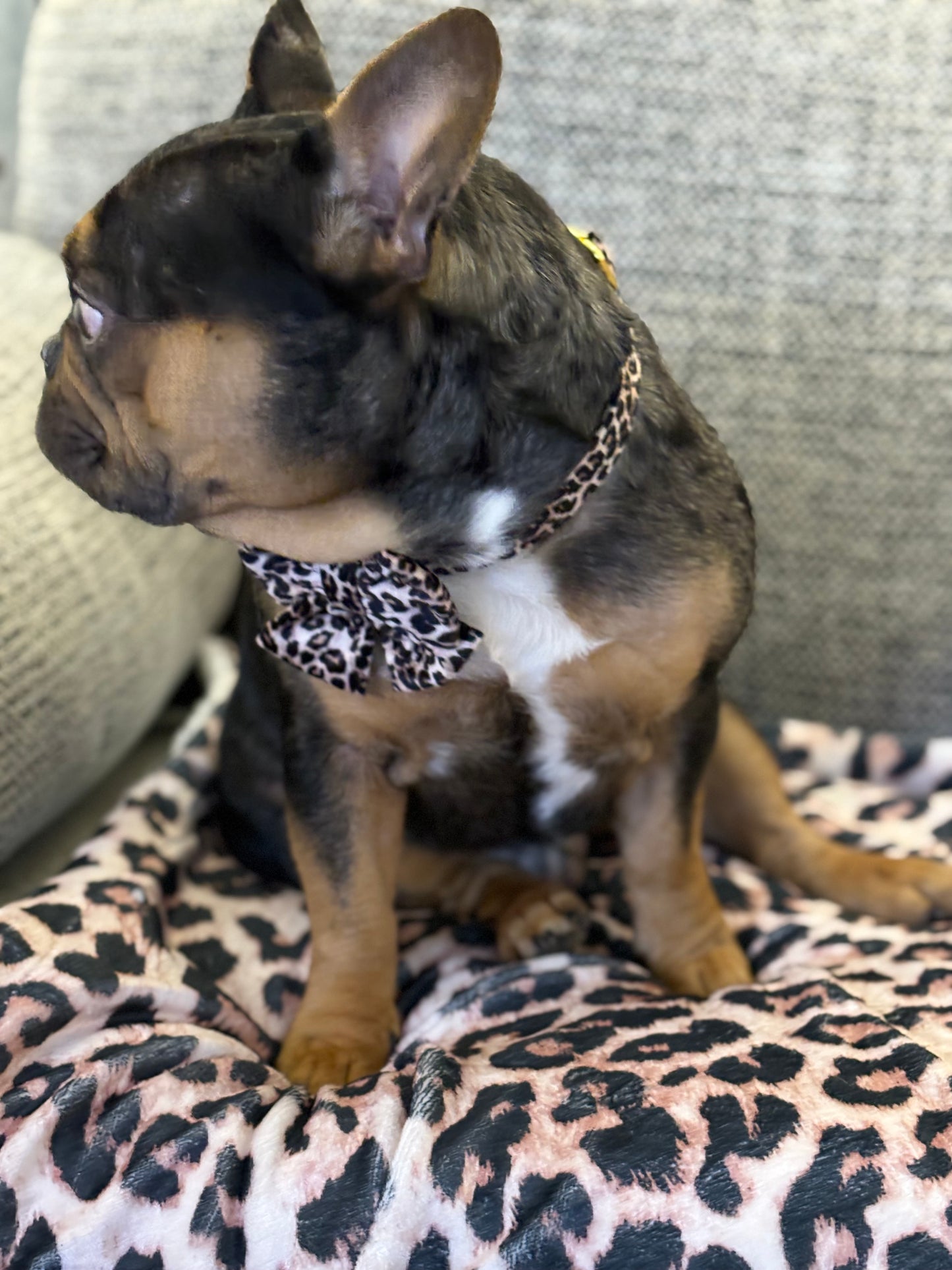 Animal print collar with bow