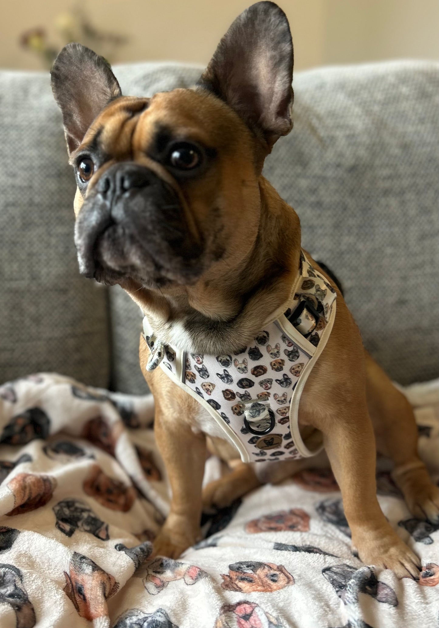 Dog face step in fully adjustable harness