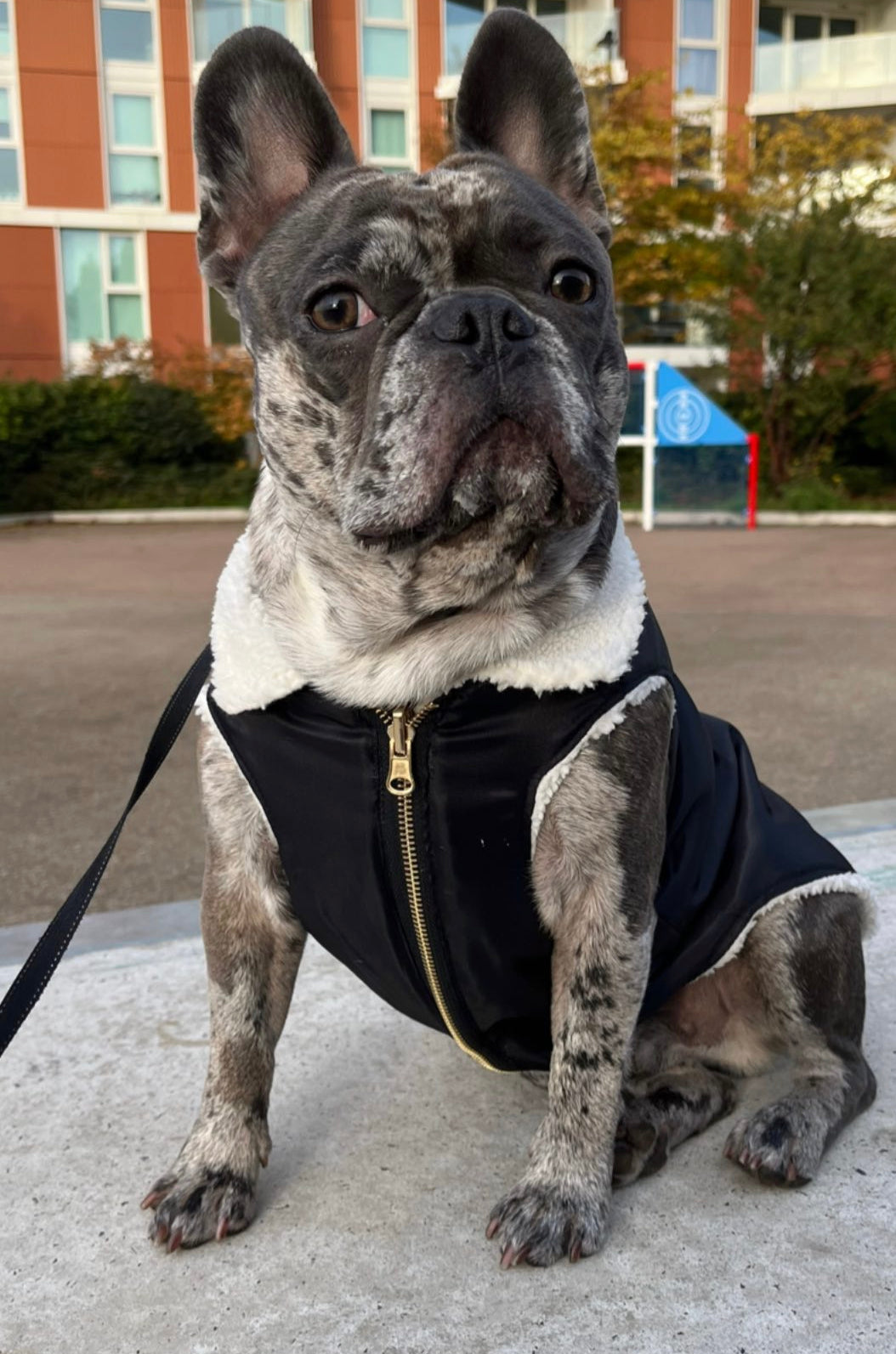Dog coat