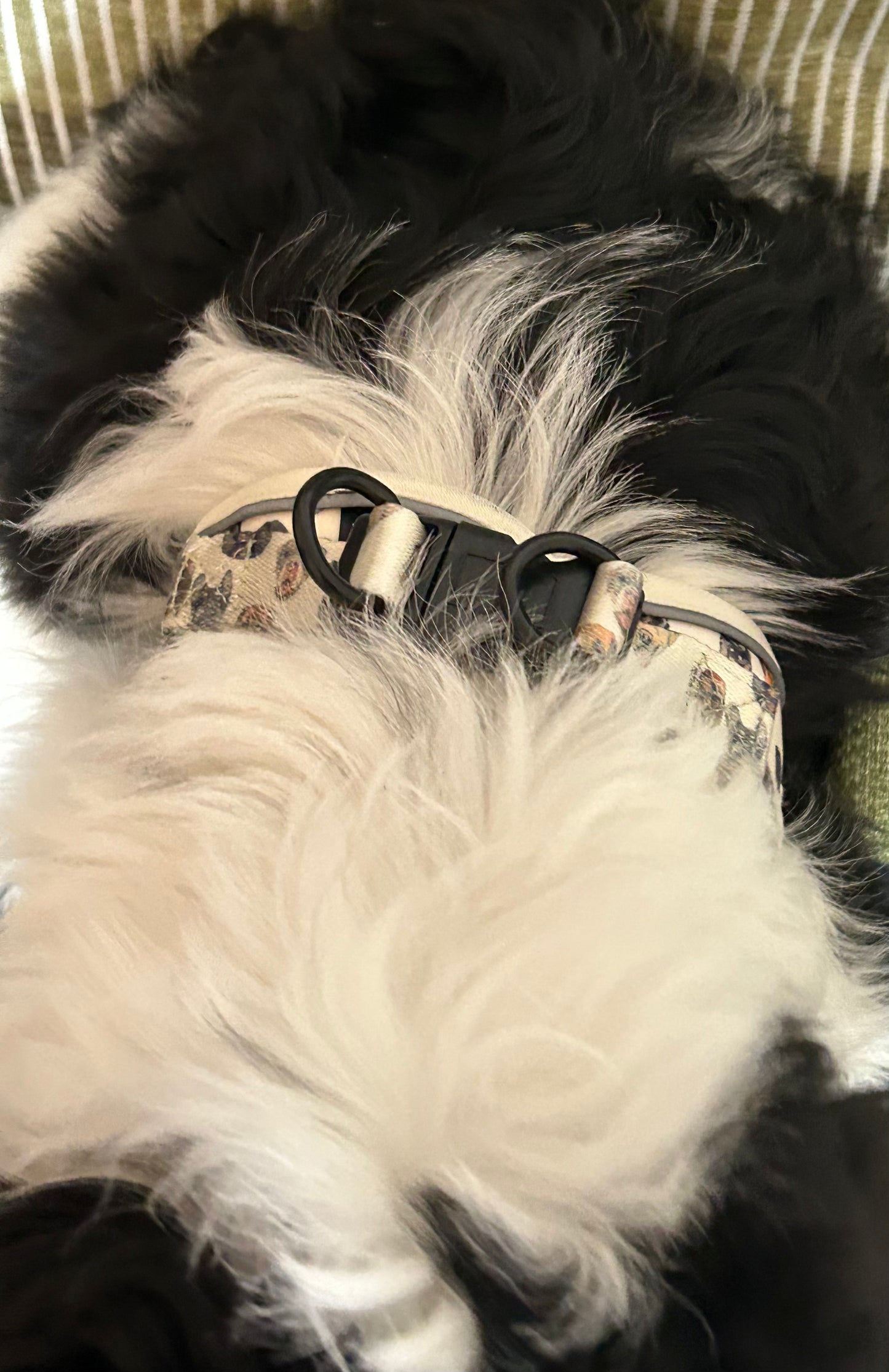 Dog face step in harness