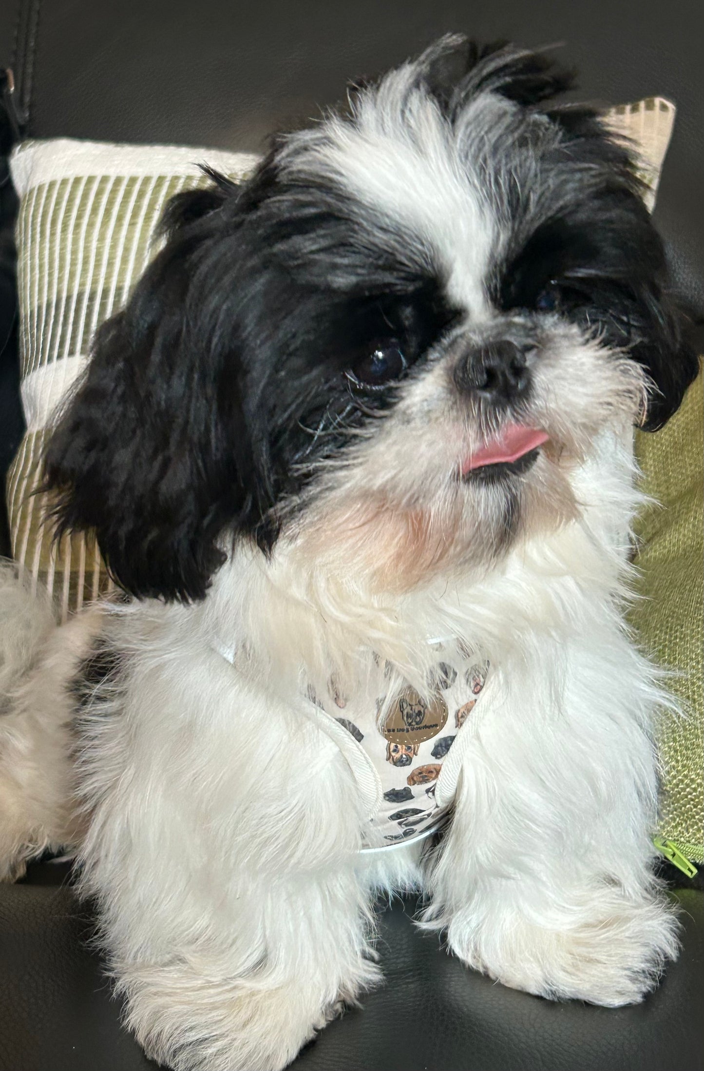 Dog face step in harness
