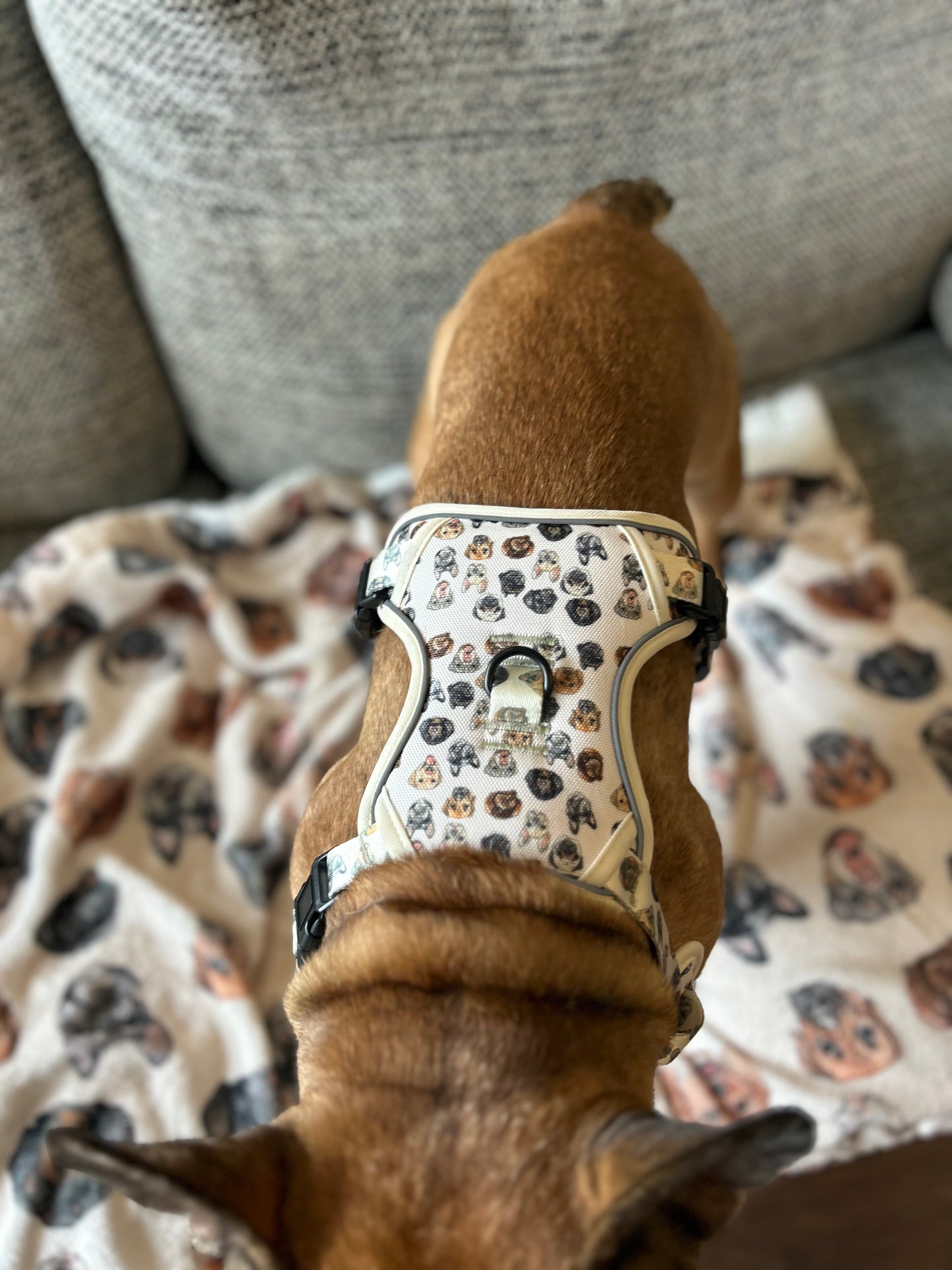 Dog face step in fully adjustable harness