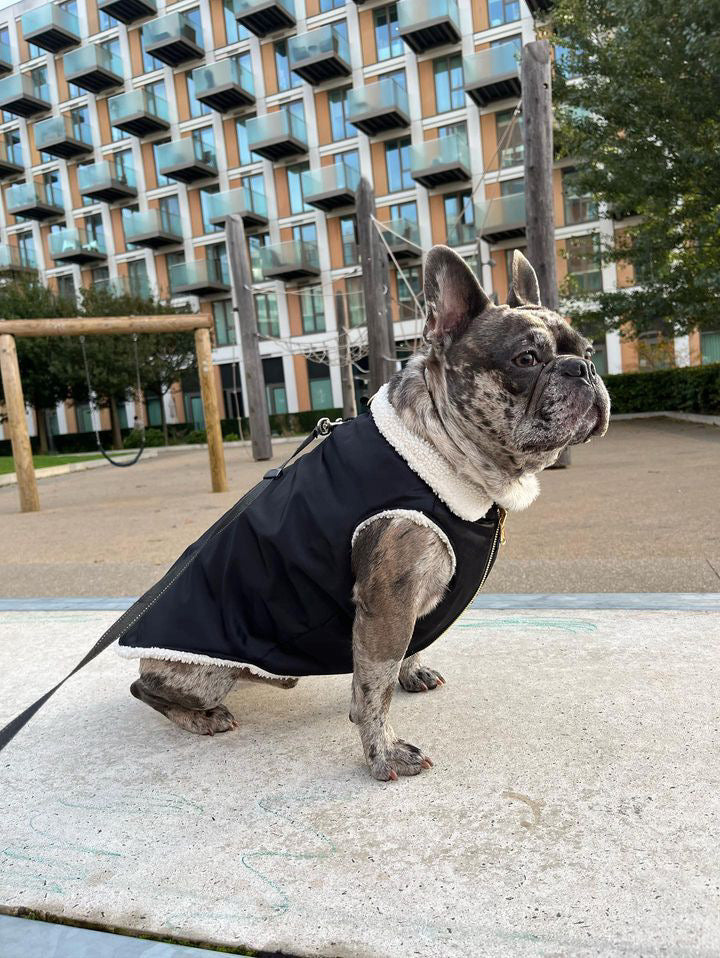 Dog coat