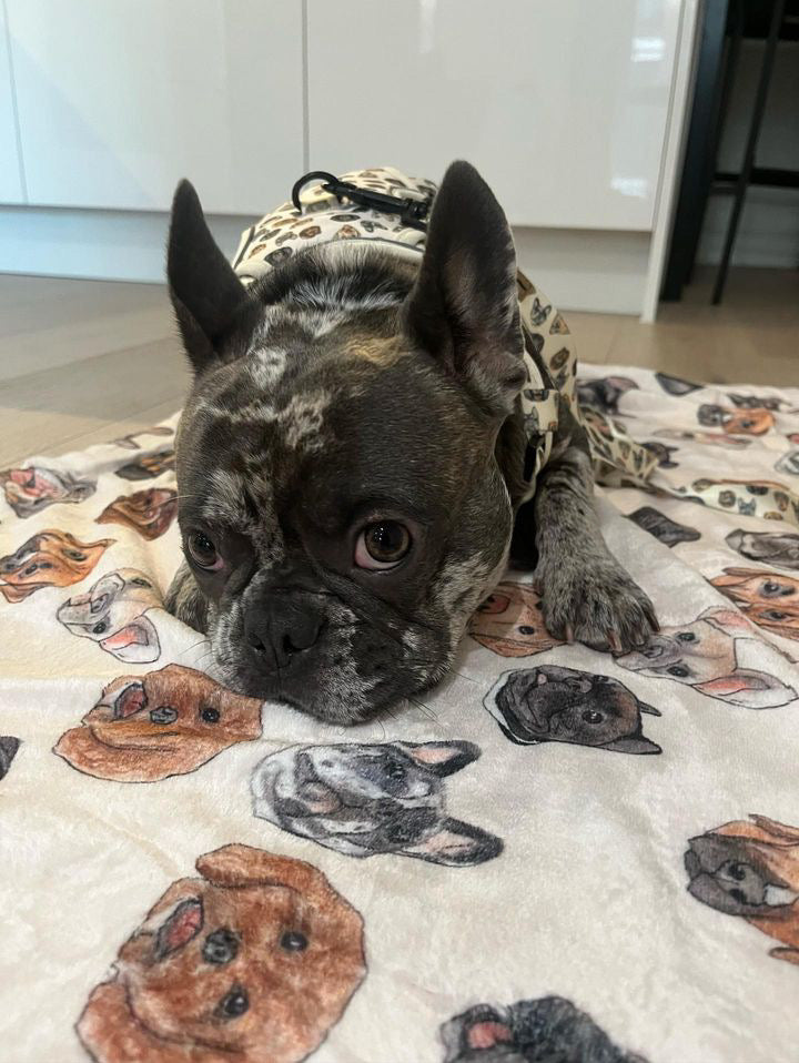 Dog faces blanket