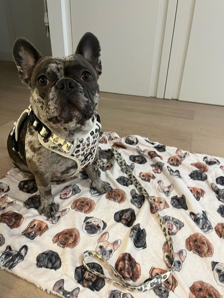 Dog face step in fully adjustable harness