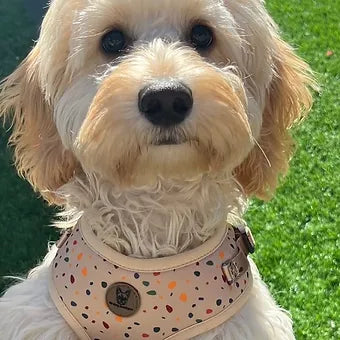 Autumn print harness
