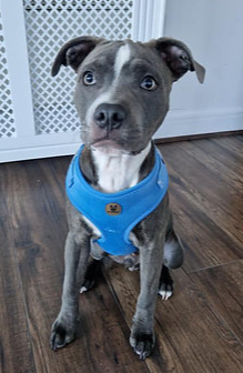 Blue velvet harness