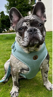 Mint velvet harness