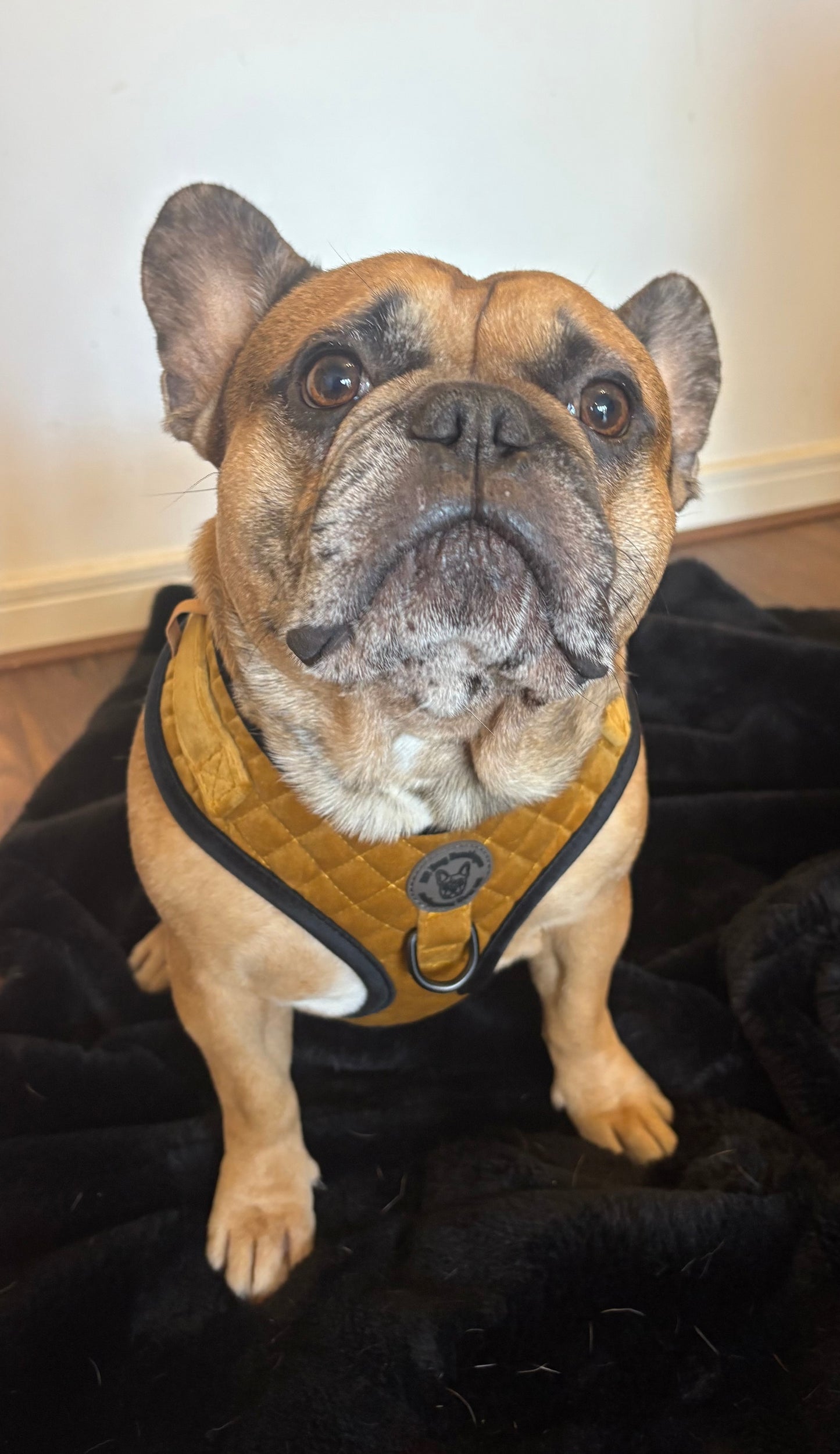 BB signature collection gold with black trim quilted velvet harness