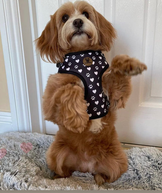 Black and white harness