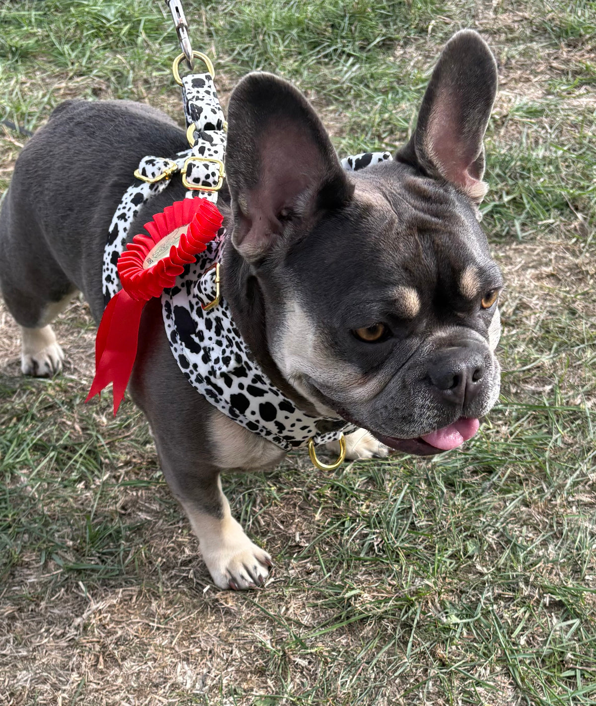 Cow print velvet harness