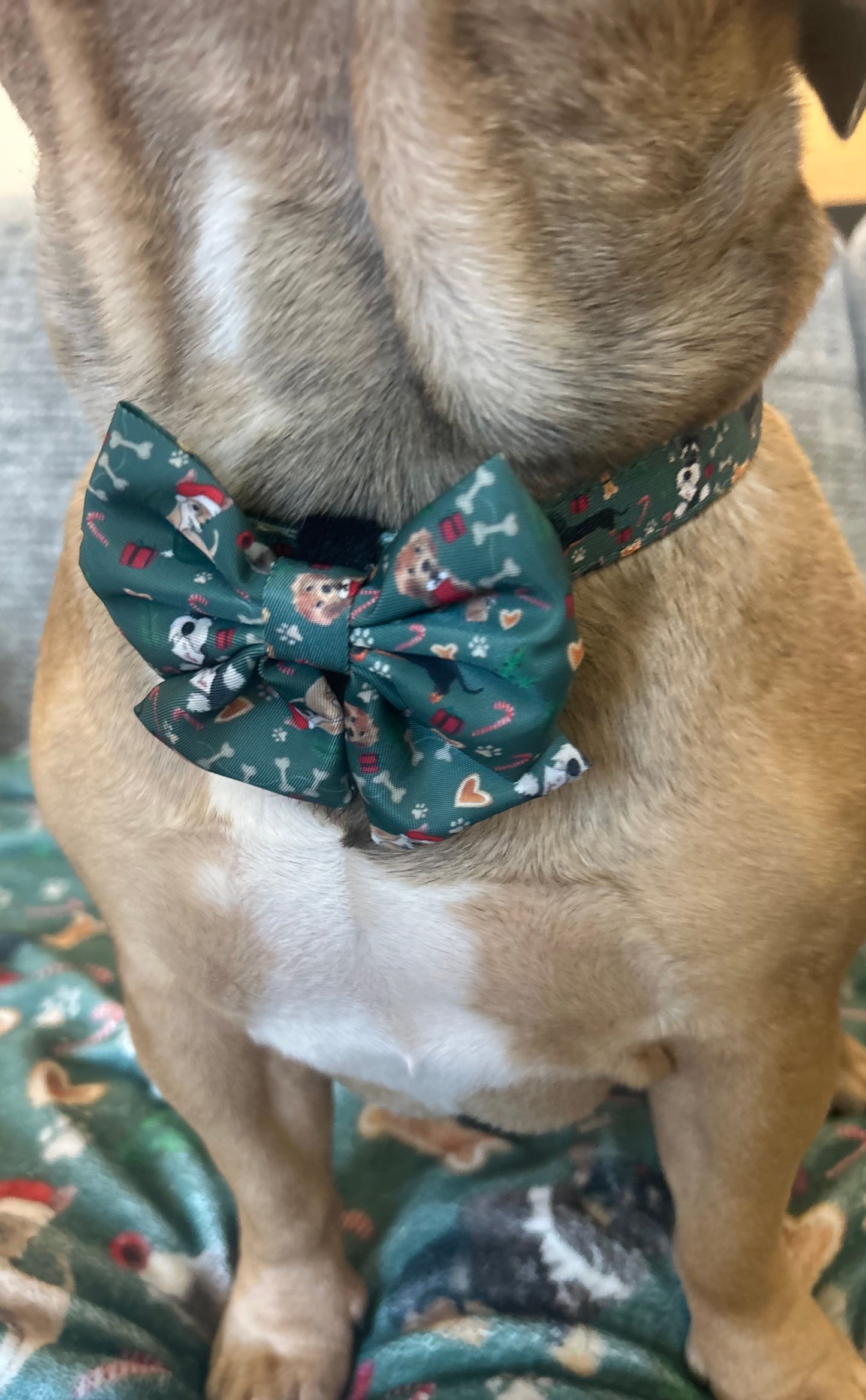 Christmas collar with bow