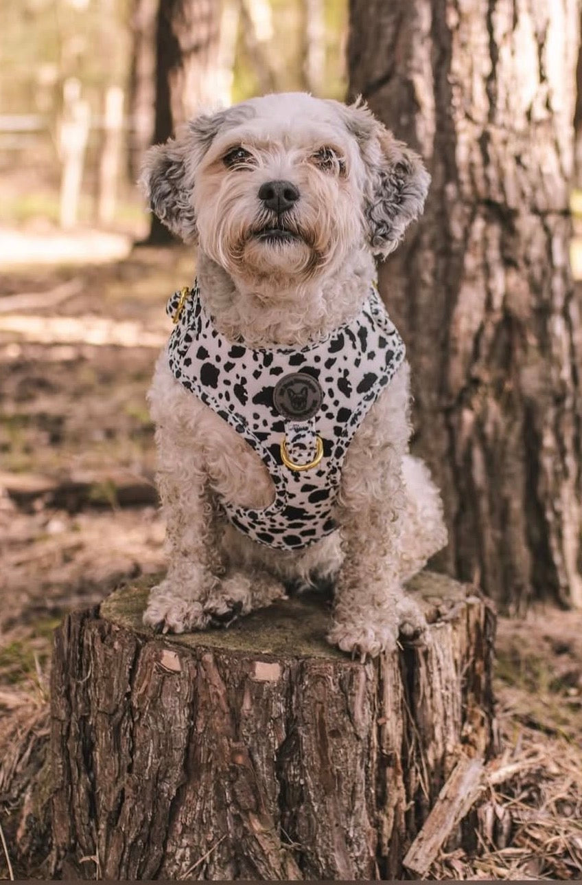 Cow print velvet harness