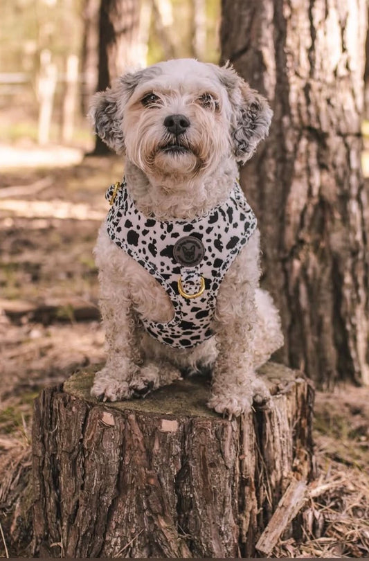 Cow print velvet harness