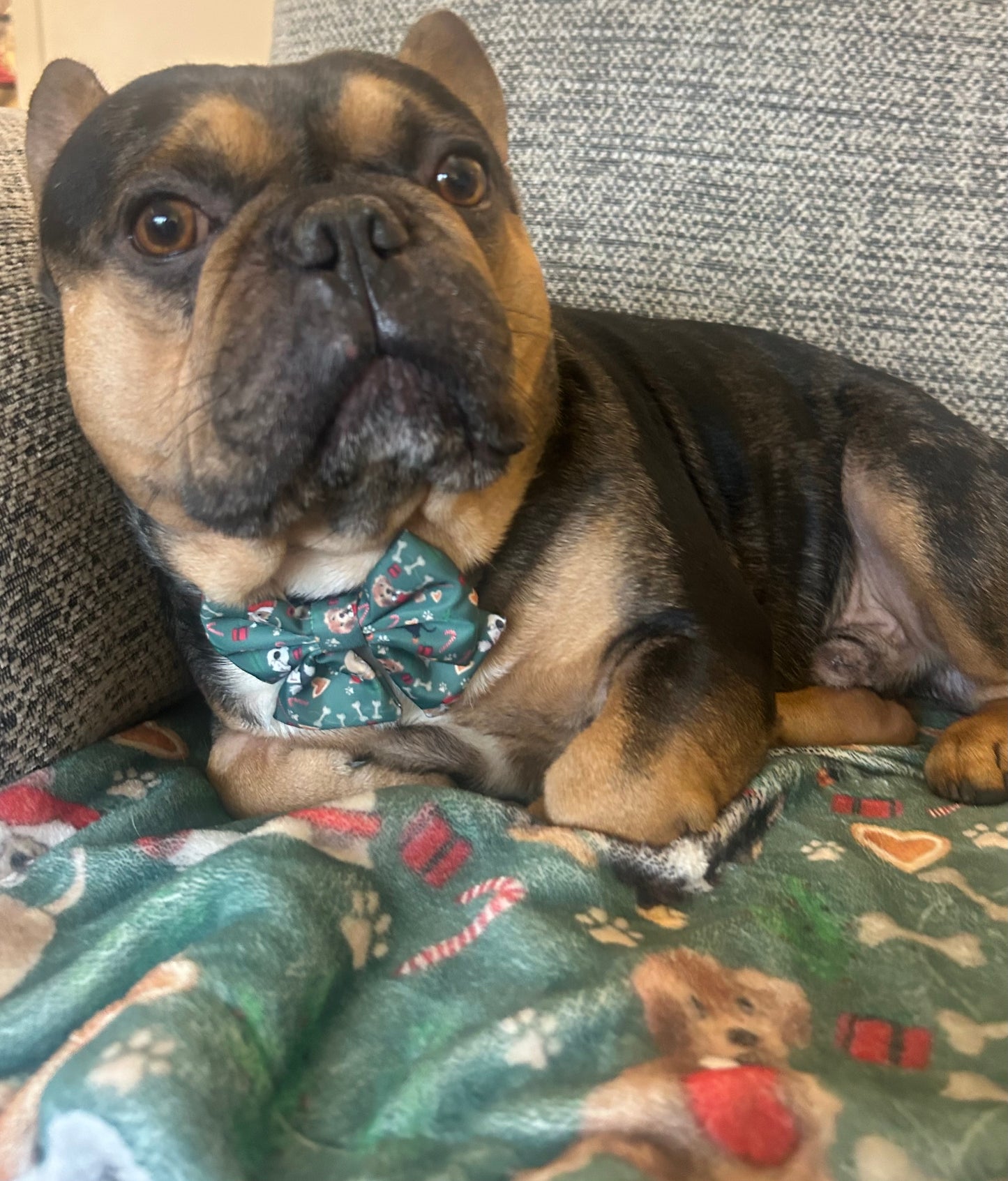 Christmas collar with bow
