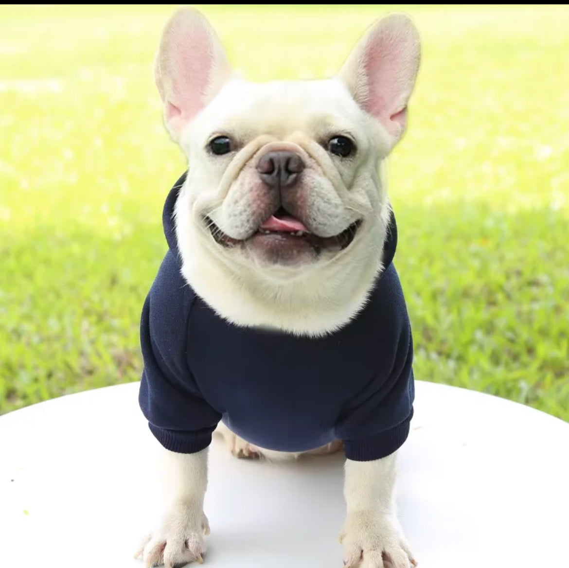 Dog hoodie
