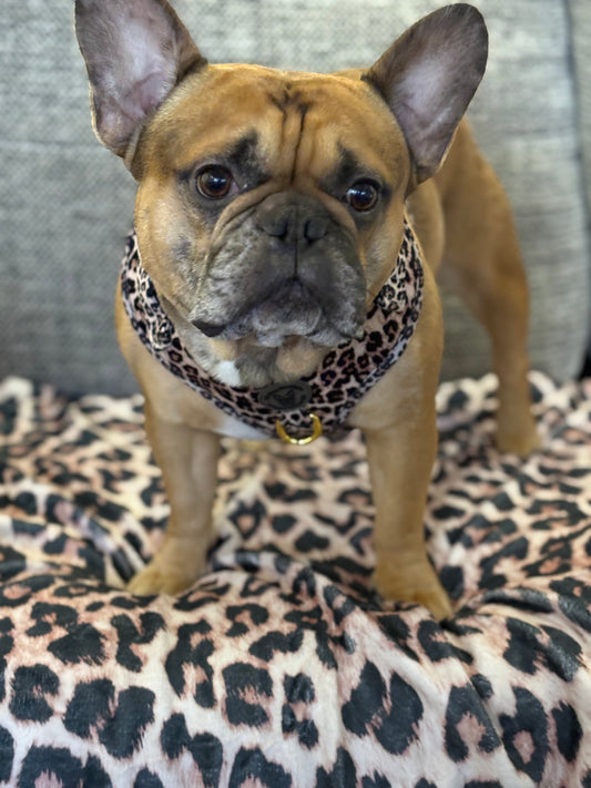 Animal print velvet harness