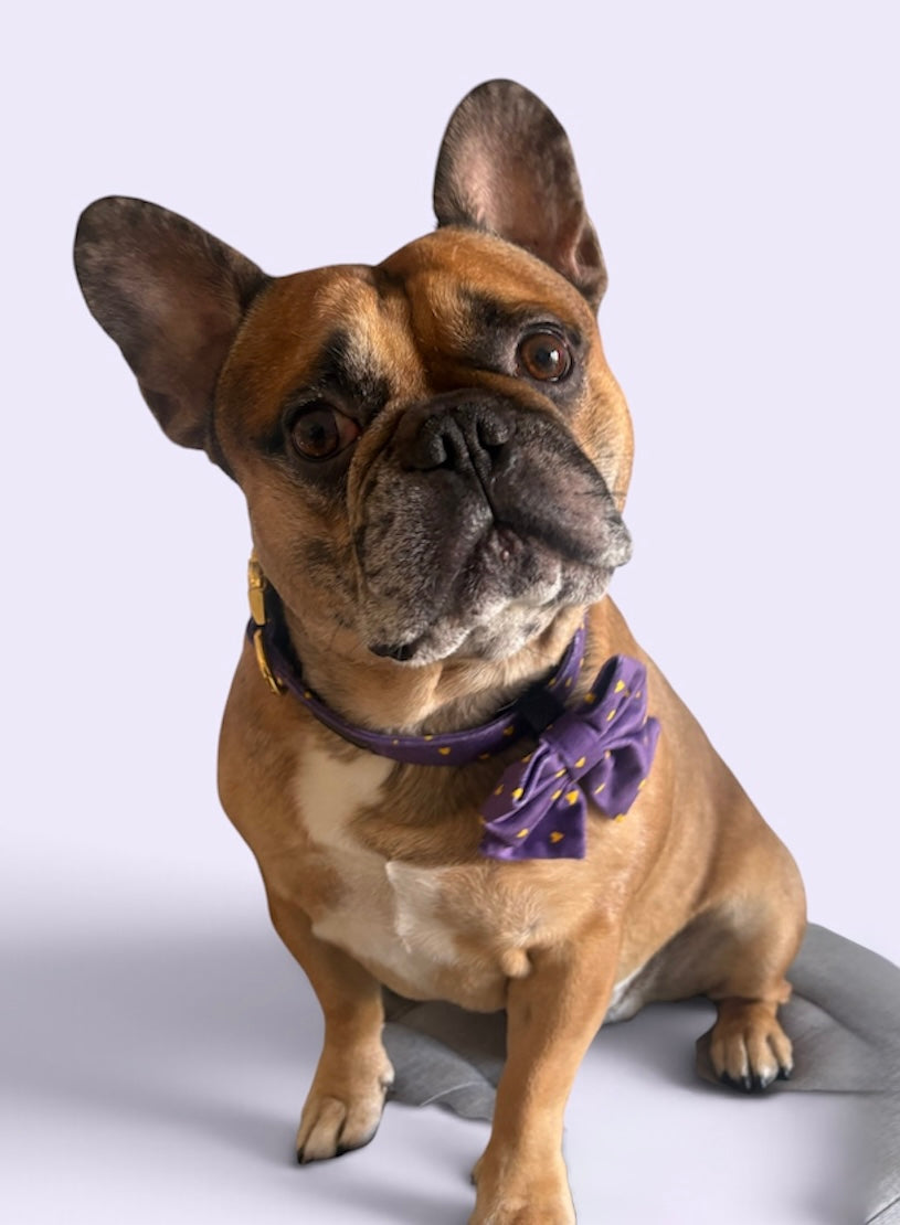 Purple passion collar with bow