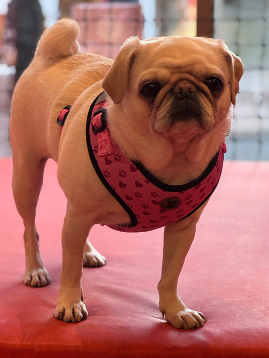 Pink heart harness