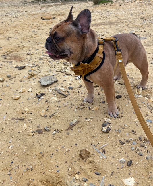 BB signature collection gold with black trim quilted velvet harness