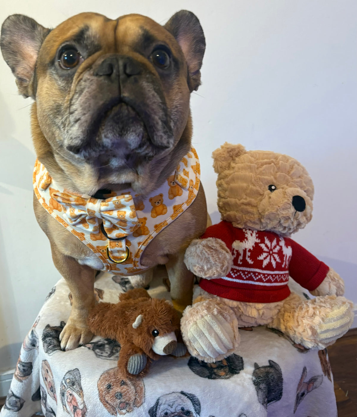 Teddy bear collar with bow