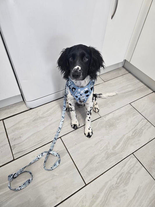 Spotty step in fully adjustable harness
