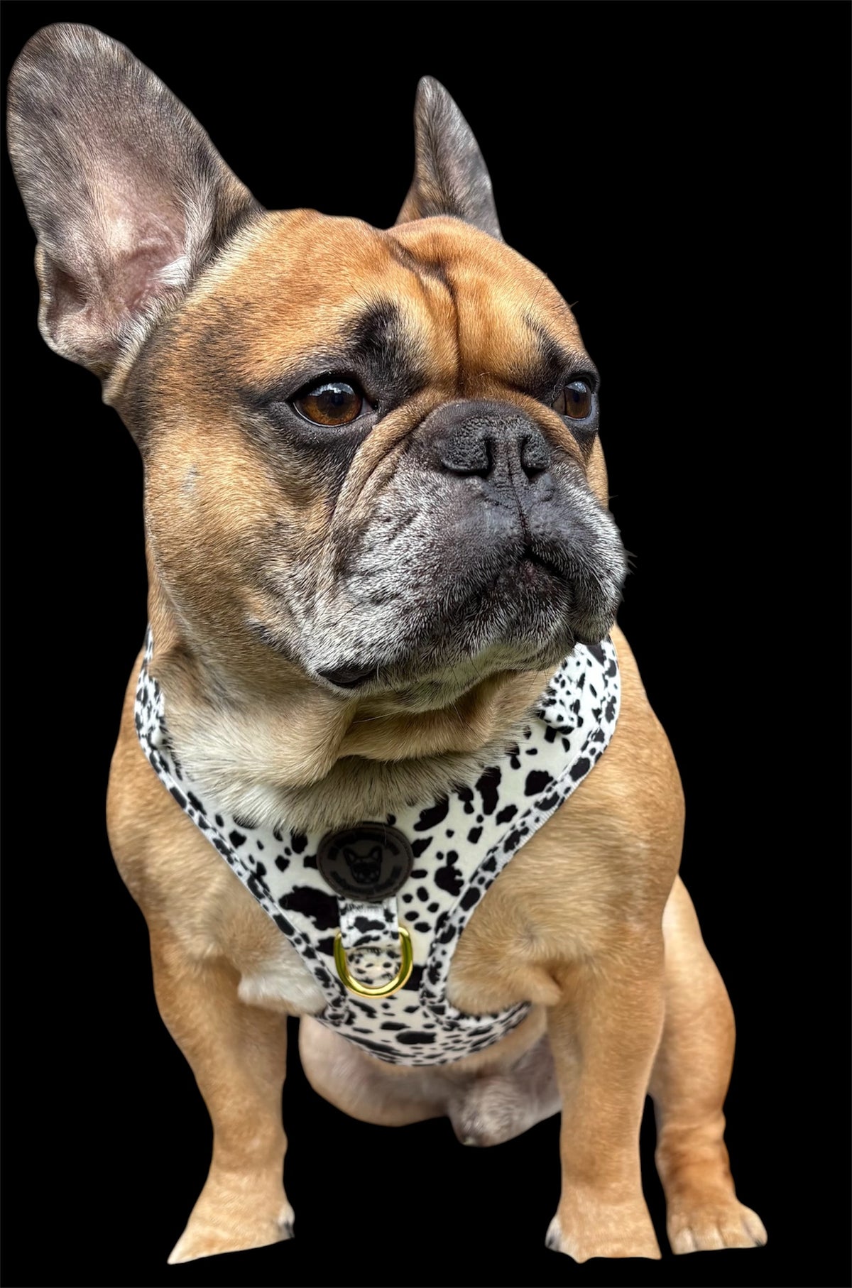 Cow print velvet harness