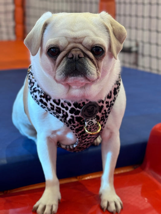 Animal print velvet harness