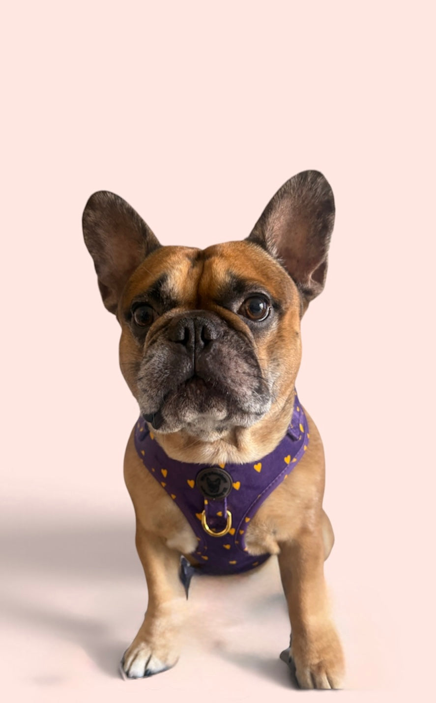 Purple passion  velvet harness