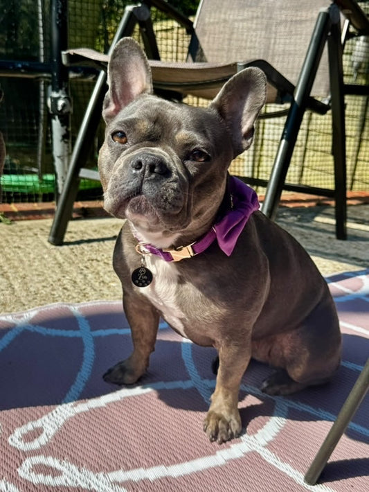 Lilac purple velvet collar with bow