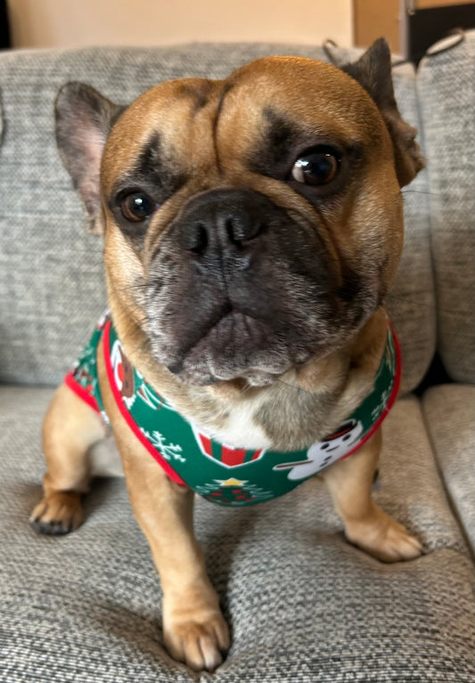 Christmas dog vest