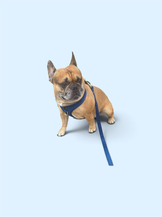 Royal blue velvet harness