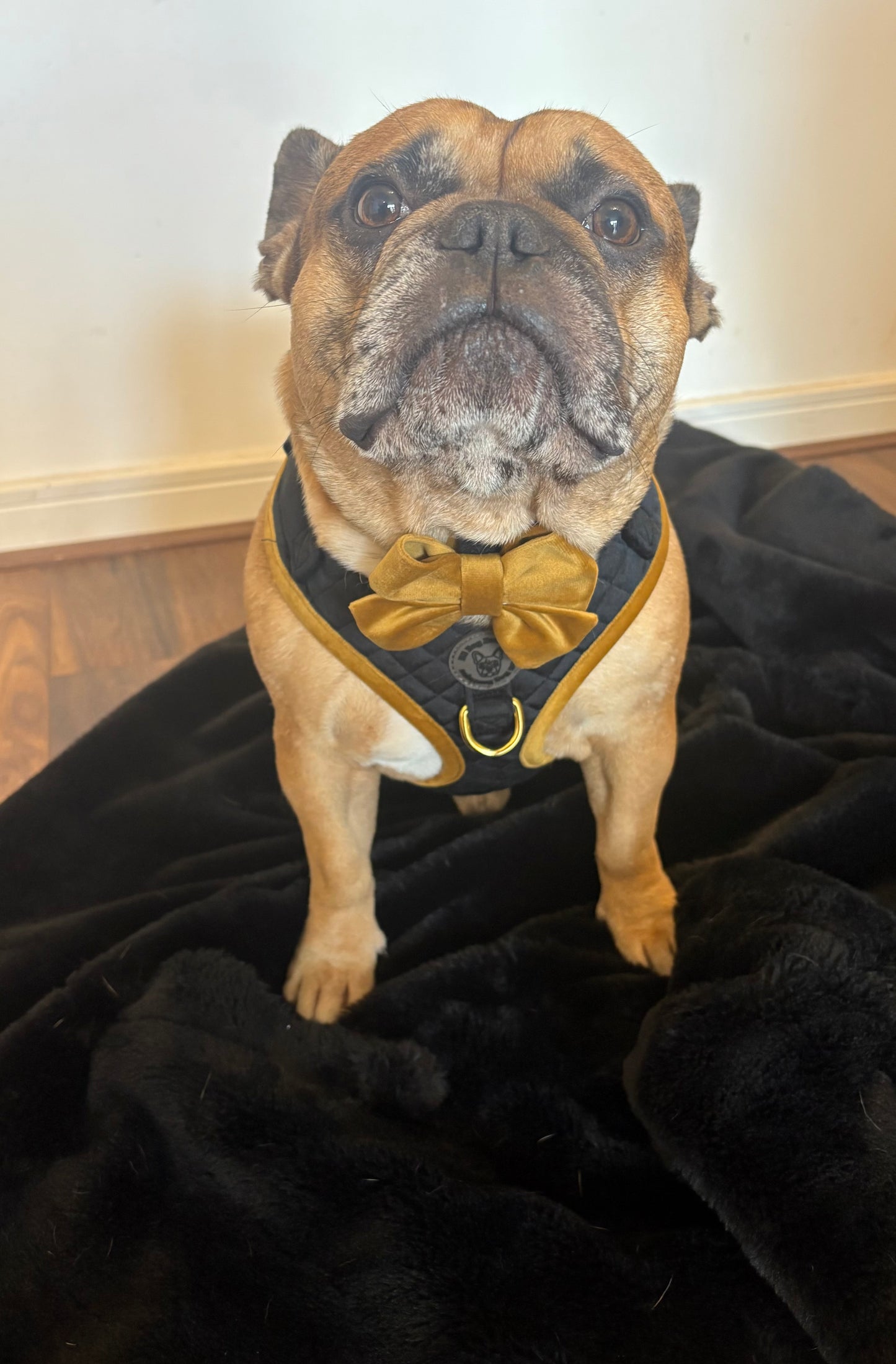 BB signature collection gold velvet collar with bow