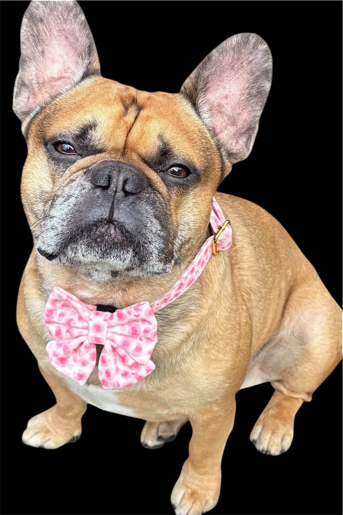 Pink animal print  collar with bow