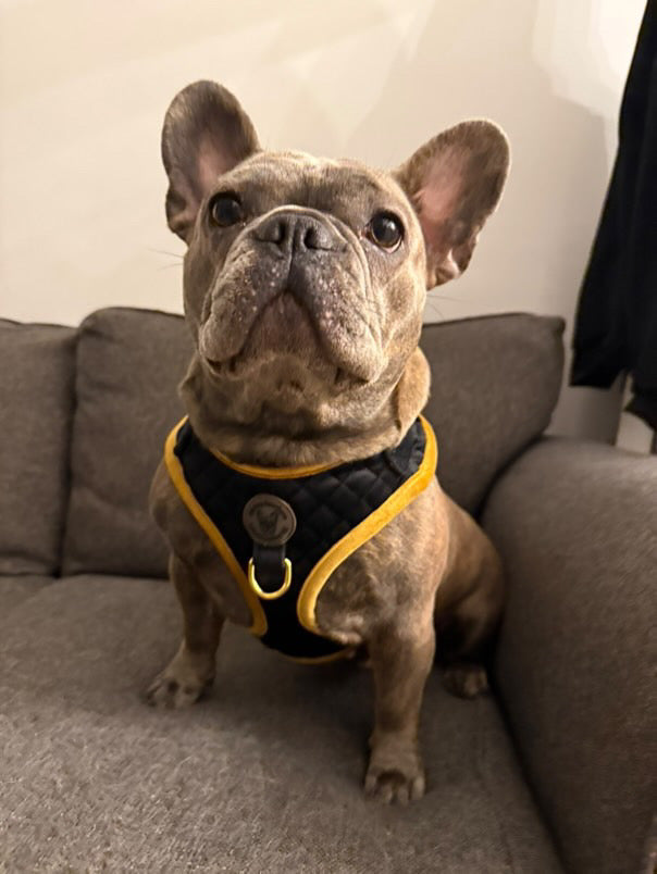 BB signature collection black with gold trim quilted velvet harness