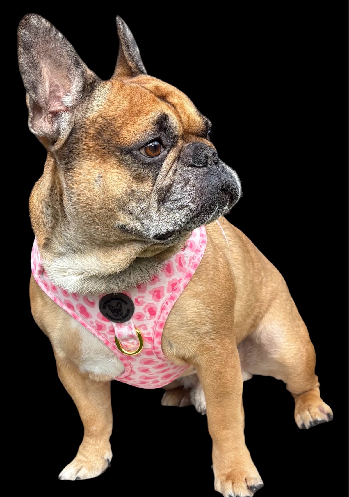 Pink animal print velvet harness