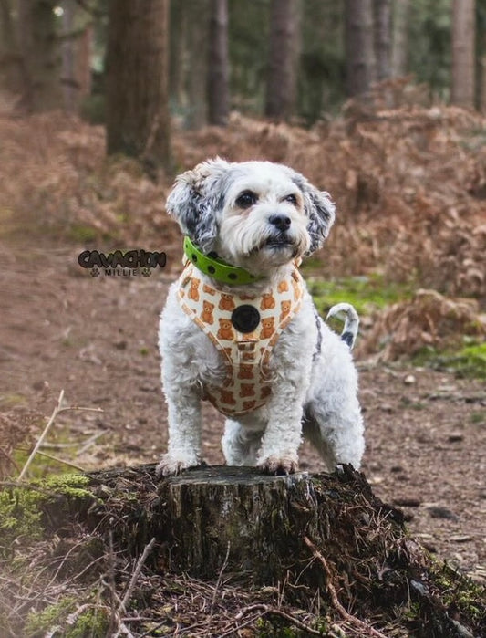 Teddy bear velvet harness